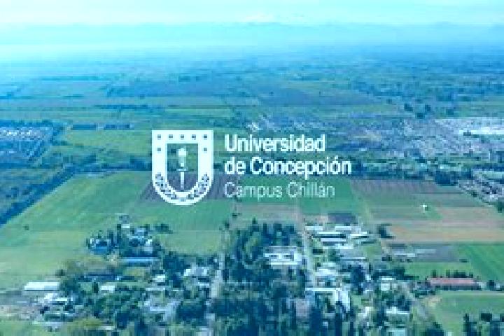 Escorts Concepcion, Chile — Local Companions