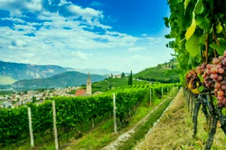 Escorts Cortaccia sulla Strada del Vino, Italy — Local Companions