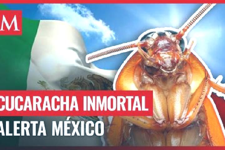 Escorts Cucarachas, Mexico — Local Companions