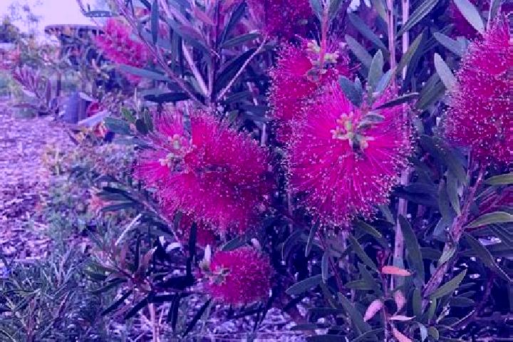 Escorts Currajong, Australia — Local Companions