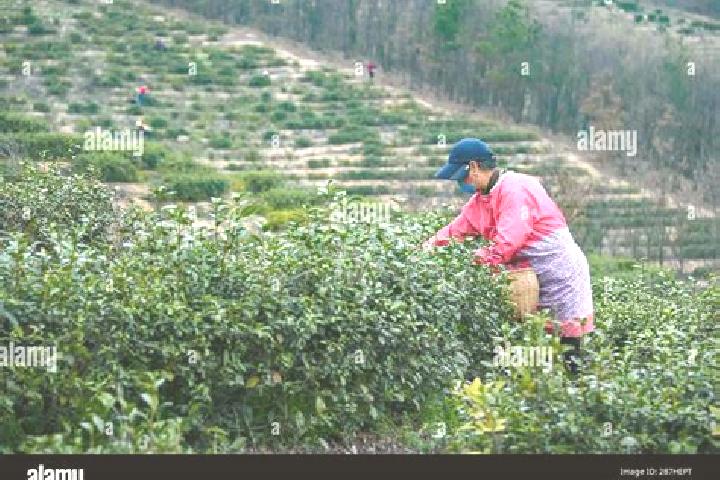 Escorts Dawu Chengguanzhen, China — Local Companions