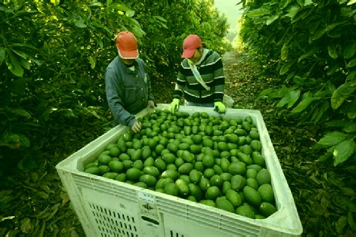 Escorts El Aguacate, Mexico — Local Companions