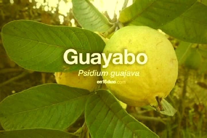 Escorts El Guayabo, Honduras — Local Companions