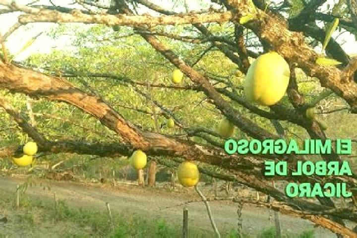 Escorts El Jicaro, Guatemala — Local Companions