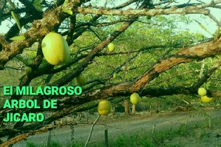 Escorts El Jicaro, Nicaragua — Local Companions