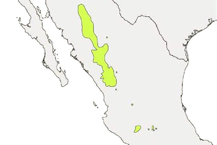 Escorts El Loreto Occidental, Mexico — Local Companions