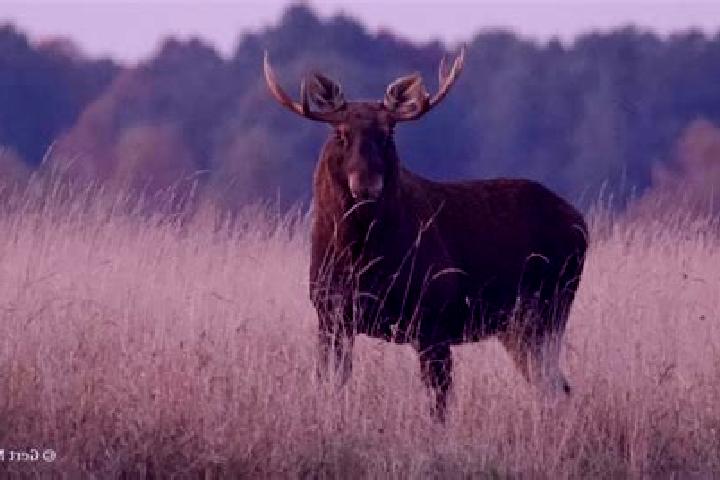 Escorts Elk, Poland — Local Companions