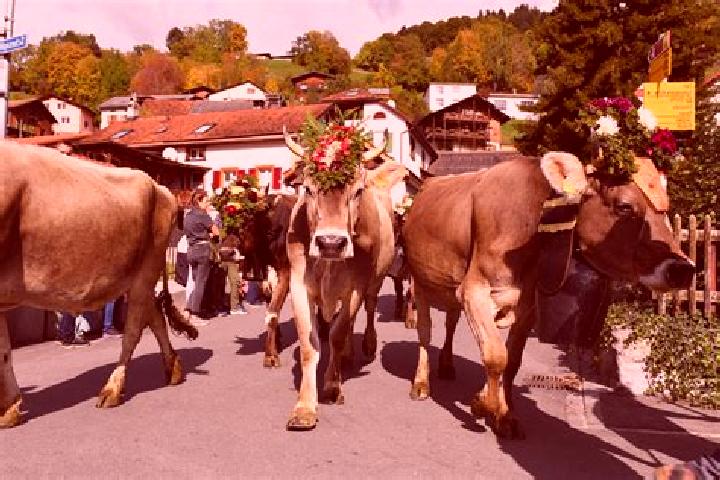 Escorts Emmetten, Switzerland — Local Companions