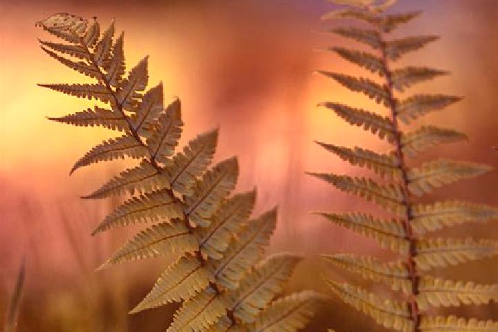 Escorts Ferns, Ireland — Local Companions