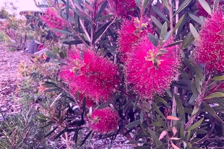 Escorts Fulham Gardens, Australia — Local Companions