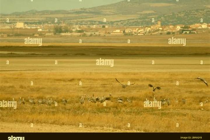 Escorts Gallocanta, Spain — Local Companions