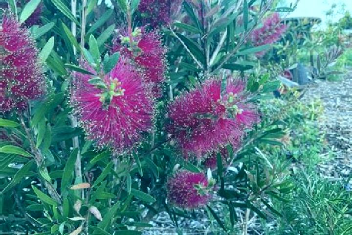 Escorts Garden Island, Australia — Local Companions