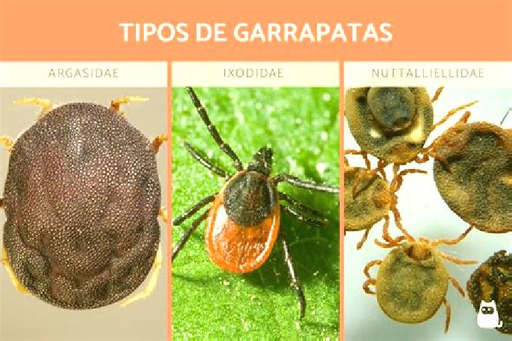 Escorts Garrapatas (Garrapata), Mexico — Local Companions