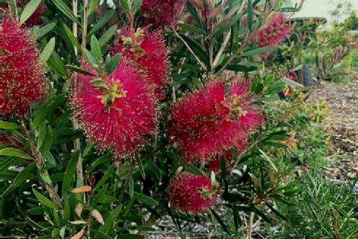 Escorts Gaythorne, Australia — Local Companions