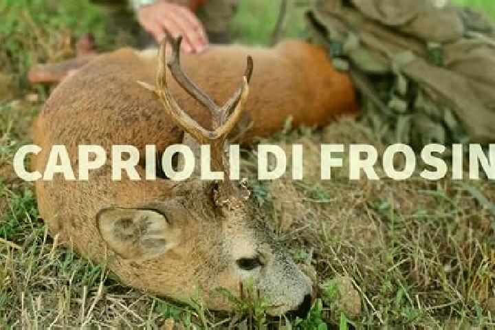 Escorts Gerre de Caprioli, Italy — Local Companions