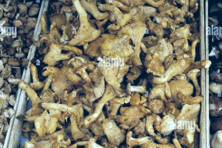 Escorts Girolles, France — Local Companions