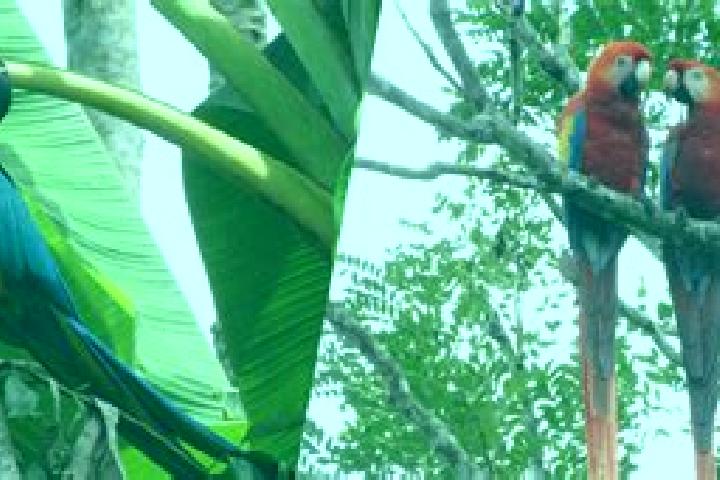 Escorts Guacamayas, Colombia — Local Companions