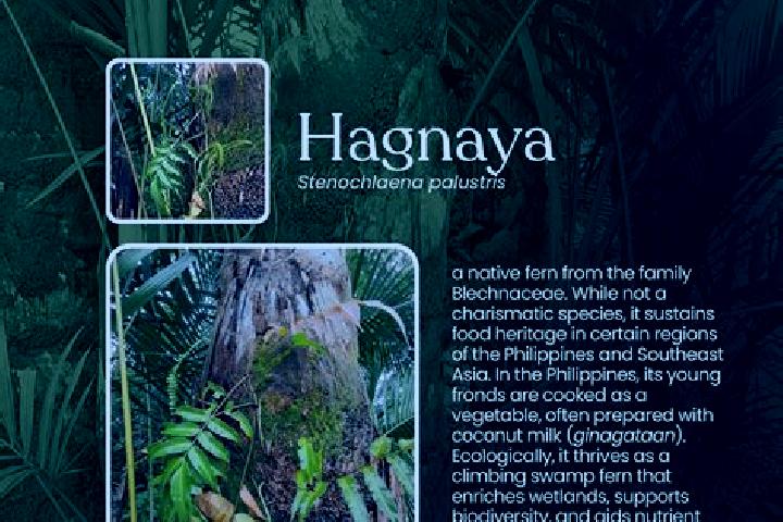 Escorts Hagnaya, Philippines — Local Companions
