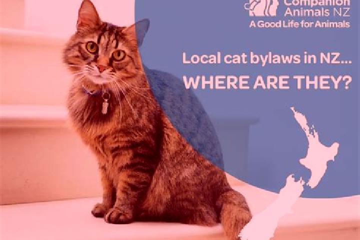 Escorts Hamilton, New Zealand — Local Companions