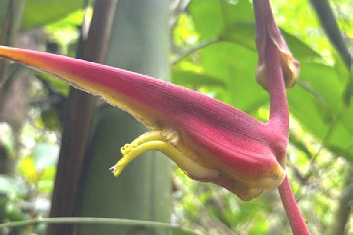 Escorts Heliconia, Colombia — Local Companions