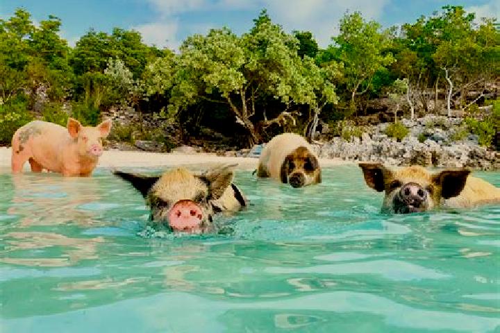 Escorts High Rock, Bahamas — Local Companions