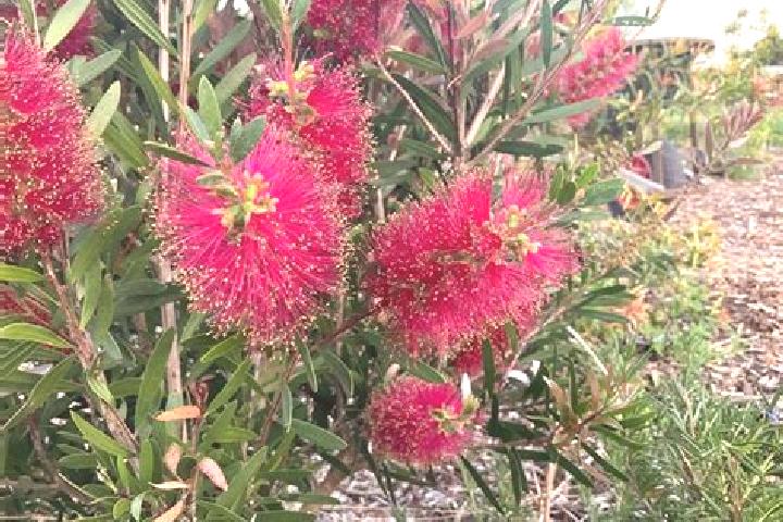 Escorts Hillcrest, Australia — Local Companions