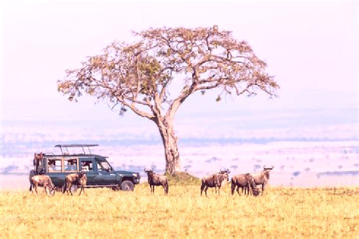 Escorts Il, Kenya — Local Companions