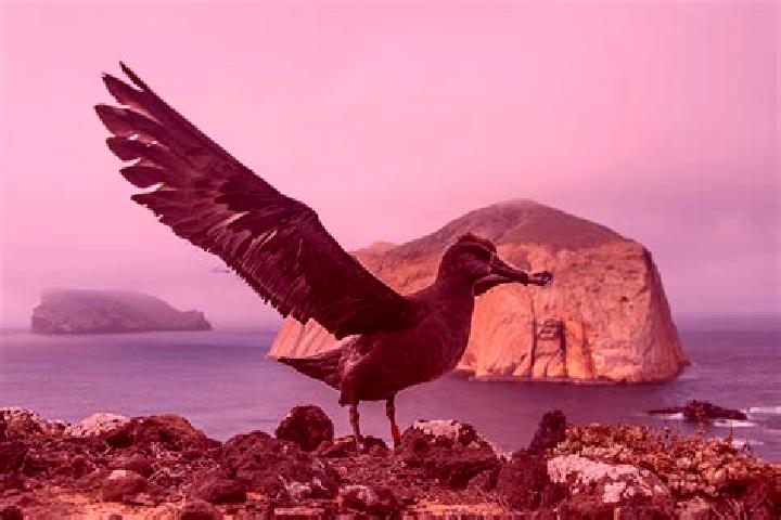Escorts Isla Guadalupe, Mexico — Local Companions