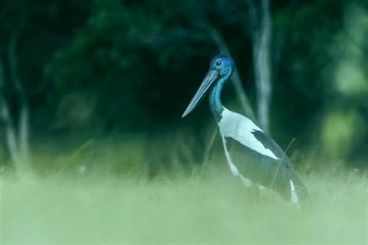 Escorts Jabiru, Australia — Local Companions