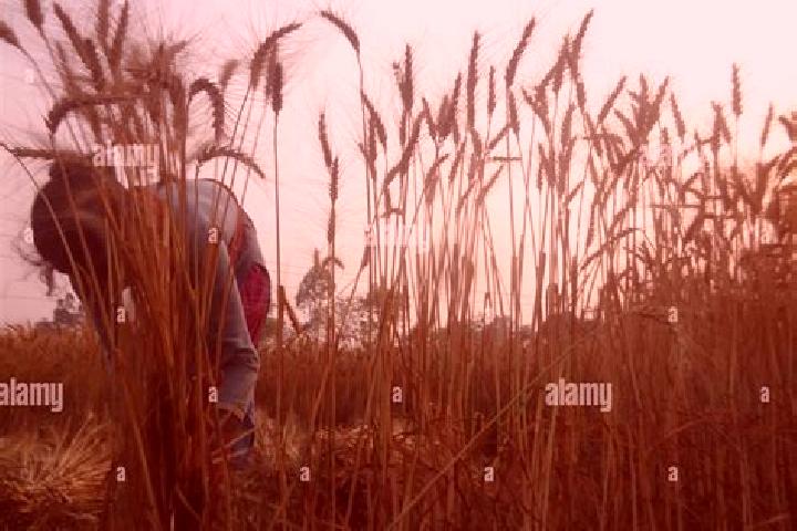 Escorts Joypur Hat, Bangladesh — Local Companions