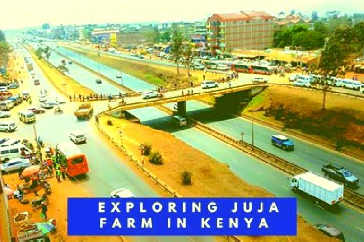 Escorts Juja, Kenya — Local Companions