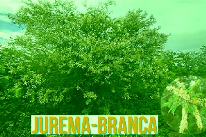 Escorts Jurema, Brazil — Local Companions