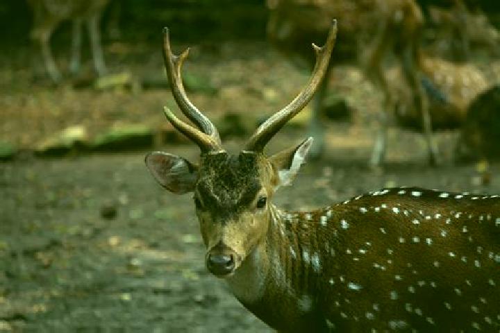 Escorts Kapas Herd, India — Local Companions