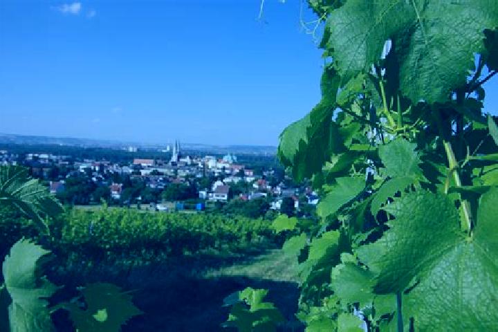 Escorts Klosterneuburg, Austria — Local Companions
