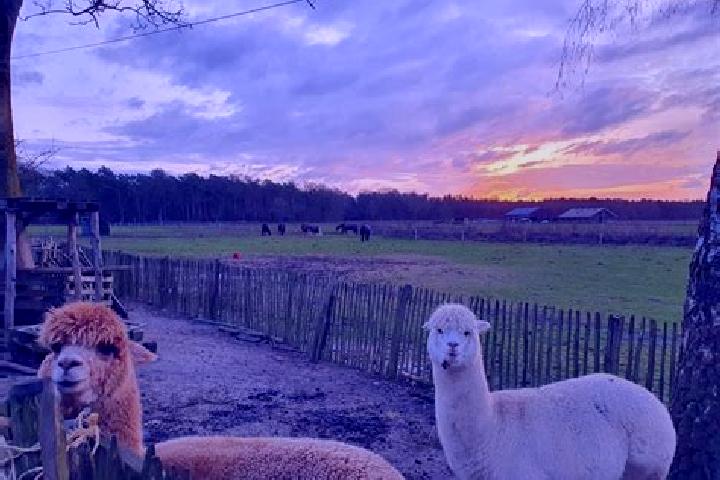 Escorts Knegsel, Netherlands — Local Companions