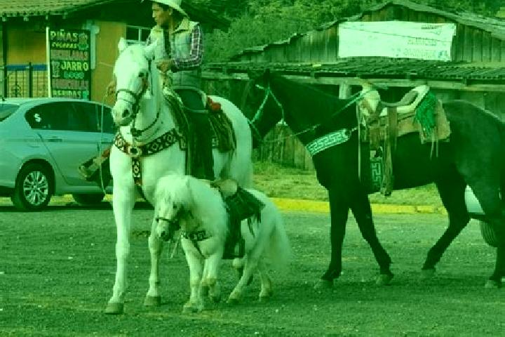Escorts La Marquesa, Mexico — Local Companions