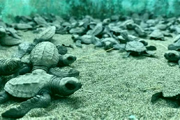 Escorts La Tortuga, Mexico — Local Companions