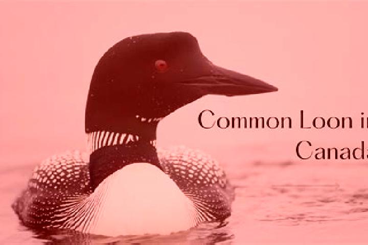 Escorts Lake Loon, Canada — Local Companions