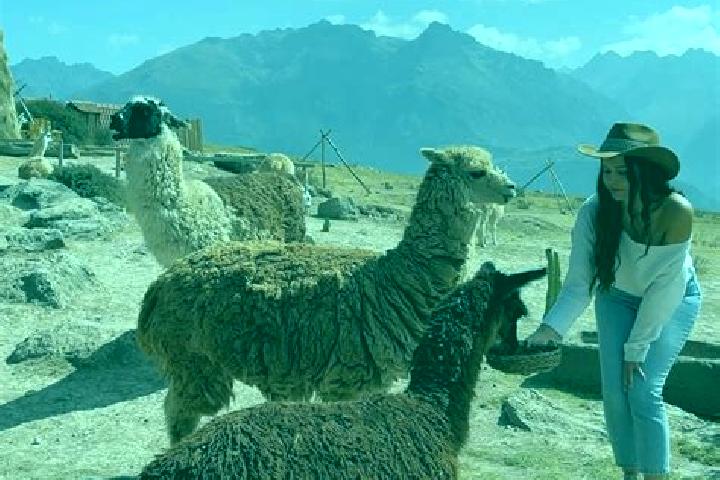 Escorts Lamas, Peru — Local Companions