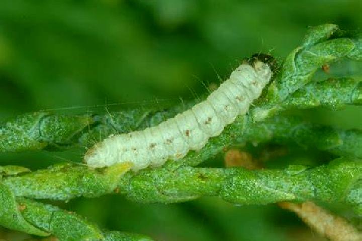 Escorts Larva, Spain — Local Companions