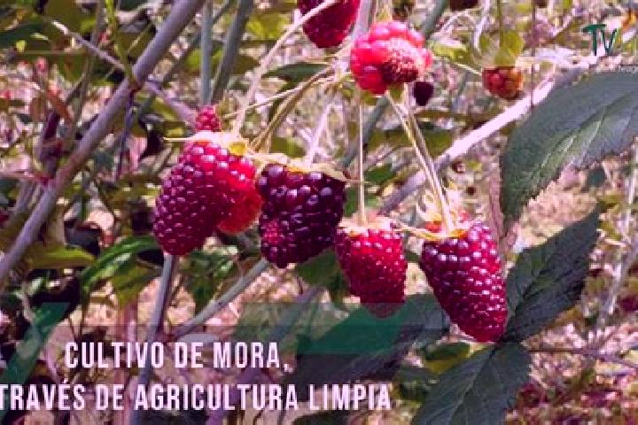 Escorts Las Moras, Mexico — Local Companions