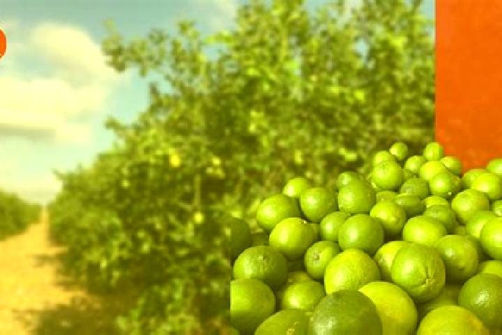 Escorts Limones, Mexico — Local Companions