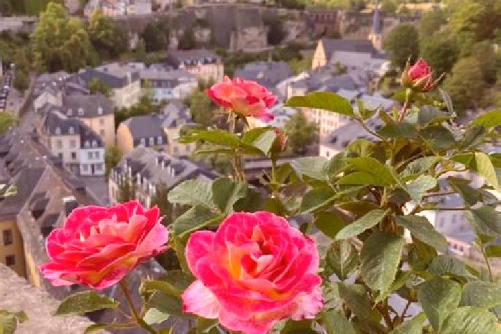 Escorts Limpertsberg, Luxembourg — Local Companions
