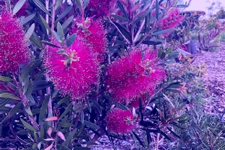 Escorts Linton, Australia — Local Companions