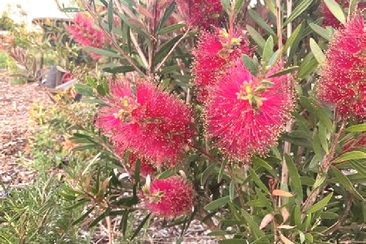 Escorts Little Bay, Australia — Local Companions
