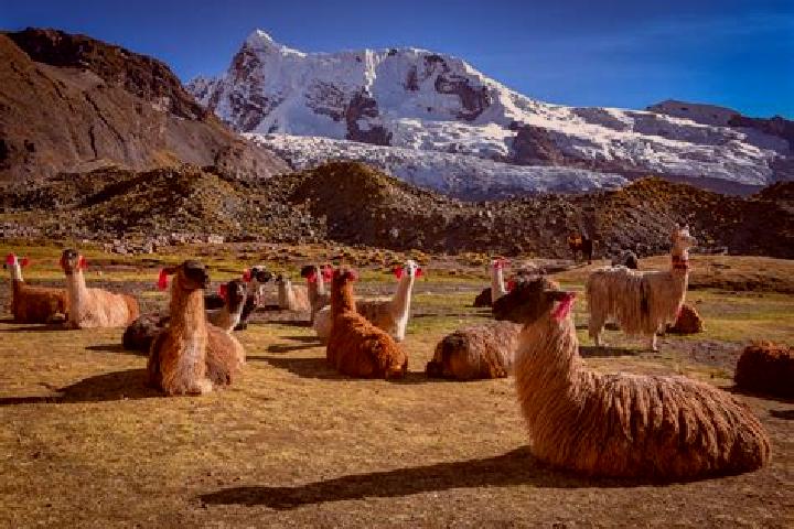 Escorts Los Andes, Ecuador — Local Companions