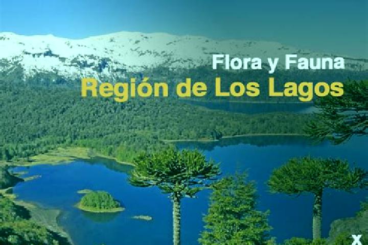 Escorts Los Lagos, Chile — Local Companions