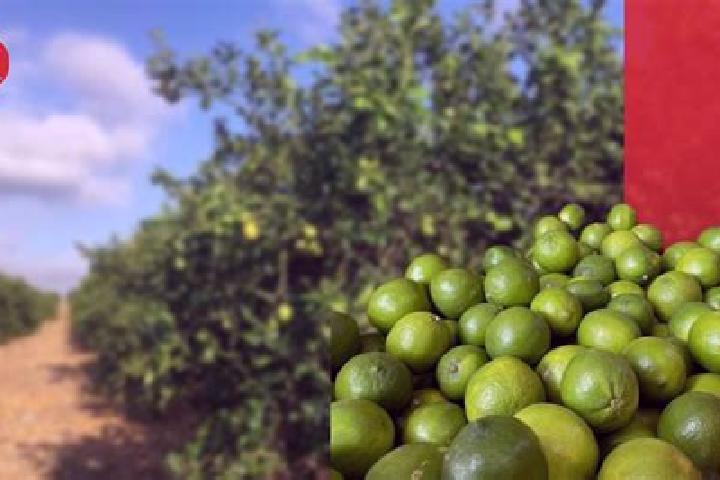 Escorts Los Limones, Mexico — Local Companions