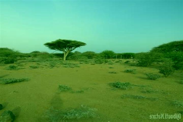 Escorts Loyada, Djibouti — Local Companions