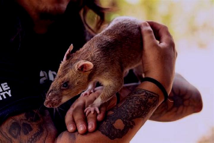 Escorts Maha Rat, Thailand — Local Companions